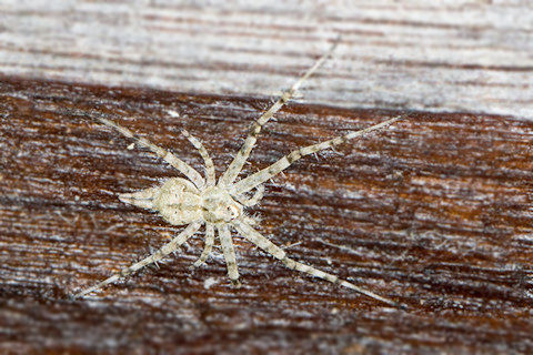 Two-tailed Spider (Tamopsis sp) (Tamopsis sp)